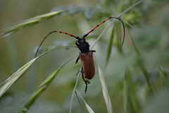 Tragidion gracilipes