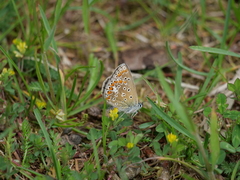 Polyommatus icarus