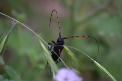 Tragidion gracilipes