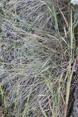 Festuca roemeri