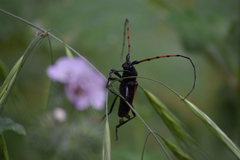 Tragidion gracilipes