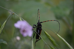 Tragidion gracilipes