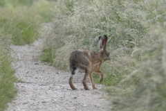 Lepus europaeus
