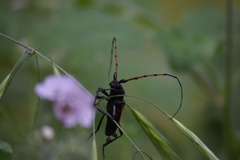 Tragidion gracilipes