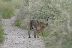 Lepus europaeus