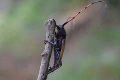 Tragidion gracilipes