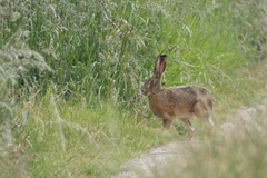 Lepus europaeus