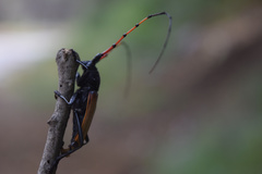 Tragidion gracilipes