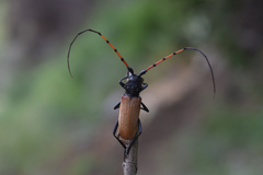 Tragidion gracilipes