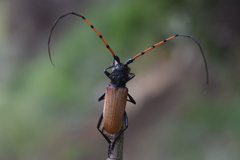 Tragidion gracilipes