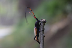 Tragidion gracilipes