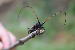 Tragidion gracilipes