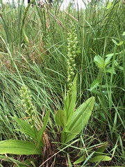 Platanthera flava herbiola