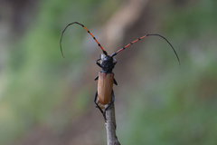 Tragidion gracilipes