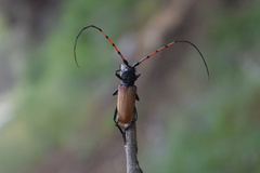 Tragidion gracilipes