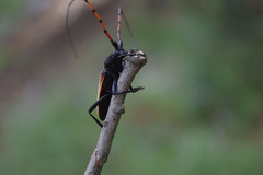 Tragidion gracilipes