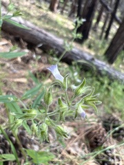 Collinsia childii