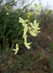 Astragalus howellii