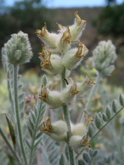 Astragalus tyghensis