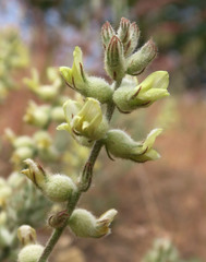 Astragalus tyghensis