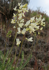 Astragalus howellii