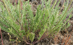 Astragalus howellii