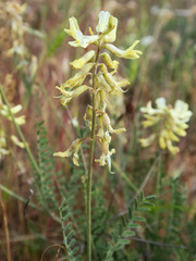 Astragalus howellii