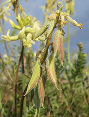 Astragalus howellii