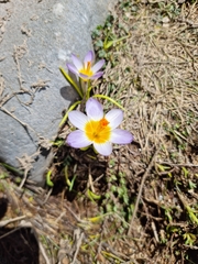 Crocus nivalis