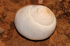 Xanthomelon pachystylum