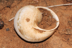 Xanthomelon pachystylum