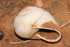 Xanthomelon pachystylum