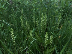 Platanthera flava herbiola