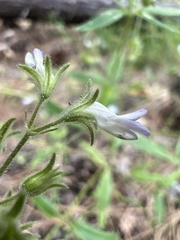 Collinsia childii