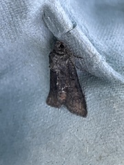 Oligia latruncula