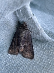 Oligia latruncula