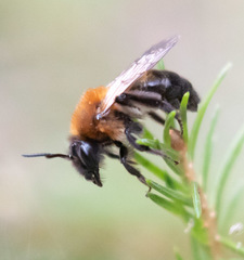 Andrena lapponica