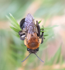 Andrena lapponica