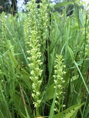Platanthera flava herbiola