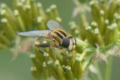 Helophilus trivittatus