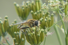 Helophilus trivittatus