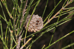 Casuarina cristata