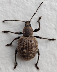 Otiorhynchus armadillo