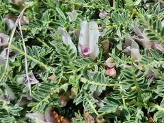 Astragalus taygeteus