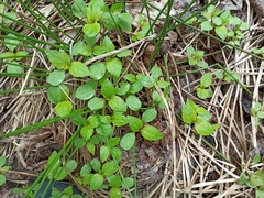 Impatiens glandulifera