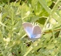 Glaucopsyche lygdamus