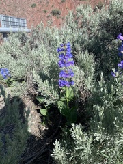 Penstemon cyananthus cyananthus