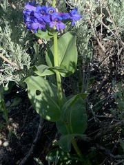 Penstemon cyananthus cyananthus