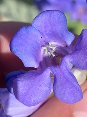Penstemon cyananthus cyananthus