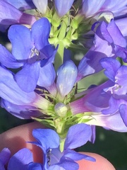 Penstemon cyananthus cyananthus